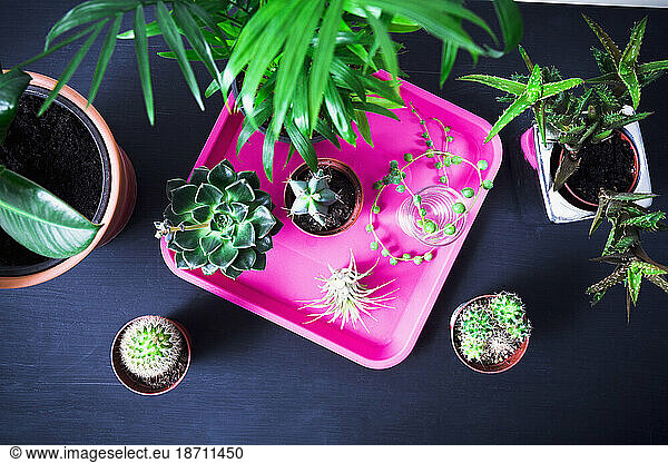 Top view of several green foliage plants on wooden table