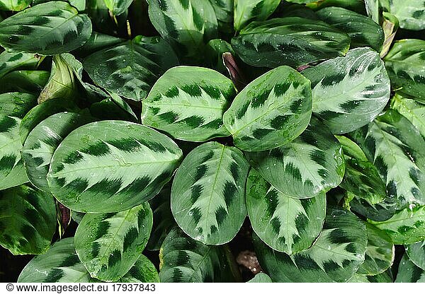 Top view of tropical 'Maranta Cristata Bicolor' house plants with leaves with unique dark and light stripe pattern