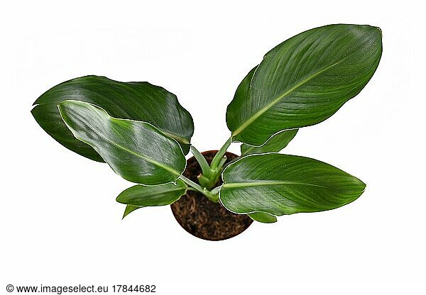 Top view of tropical (Strelitzia Reginae) garden and house plant in pot isolated on white background