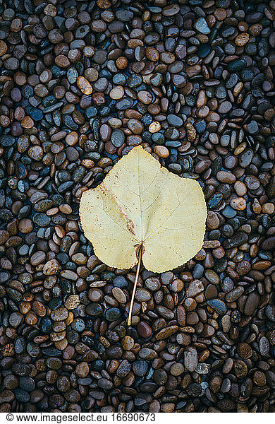 Top view yellow autumn leaf fall on stone background