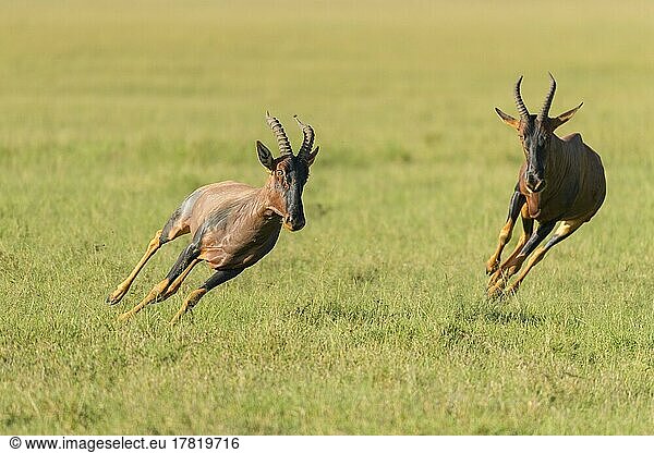 Topi (Damaliscus lunatus) Antilope  zwei laufende Tiere  Masai Mara National Reserve  Kenia  Afrika