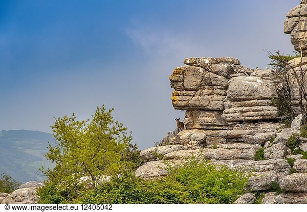 Torcal de Antequera  Erosion working on Jurassic limestones  Málaga province. Andalusia  Southern Spain Europe.