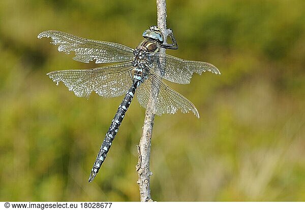 Torfmosaikjungfer  Torfmosaikjungfern (Aeshna juncea)  Andere Tiere  Insekten  Libellen  Tiere  Common Hawker mature adult male  with wings damaged by fighting  resting on twig  Italian Alps  Italy  october