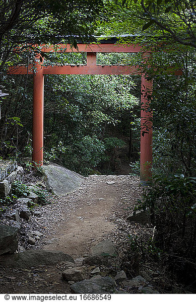 Torii-Tor im Wald  Insel Miyajima  Hiroshima  Japan
