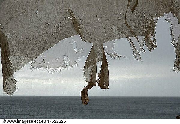 Torn nylon cloth from greenhouse by the sea fluttering in the wind  Andalusia  Spain  Europe