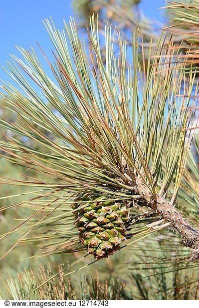 Torrey pine (Pinus torreyana) is an endangered species endemic to San Diego (Torrey Pines State Natural Reserve) and Santa Rosa Island, California. Cones and leaves detail. This photo was taken in Torrey Pines State Natural Reserve, California, USA.