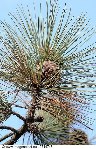 Torrey pine (Pinus torreyana) is an endangered species endemic to San Diego (Torrey Pines State Natural Reserve) and Santa Rosa Island,  California. Cones and leaves detail. This photo was taken in Torrey Pines State Natural Reserve,  California,  USA.