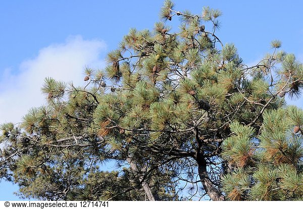 Torrey pine (Pinus torreyana) is an endangered species endemic to San Diego (Torrey Pines State Natural Reserve) and Santa Rosa Island  California. Cones and leaves detail. This photo was taken in Torrey Pines State Natural Reserve  California  USA.