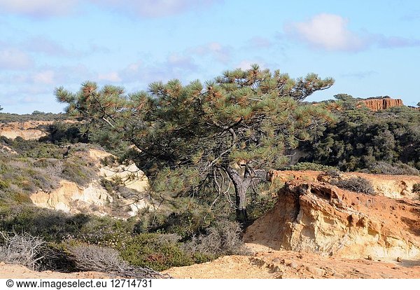 Torrey pine (Pinus torreyana) is an endangered species endemic to San Diego (Torrey Pines State Natural Reserve) and Santa Rosa Island  California. This photo was taken in Torrey Pines State Natural Reserve  California  USA.