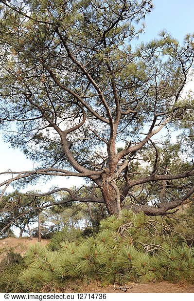 Torrey pine (Pinus torreyana) is an endangered species endemic to San Diego (Torrey Pines State Natural Reserve) and Santa Rosa Island  California. This photo was taken in Torrey Pines State Natural Reserve  California  USA.
