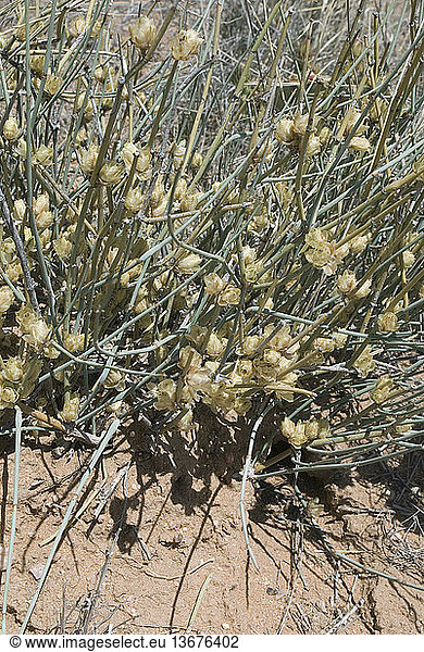 Torry's Mormon tea. Also known as Torry's jointfir; Ephedra torryana. Female plant with cones. This species is found in the US southwest south into MX and north to UT and NV. Mormon tea are a primitive group of cone-bearing plants. A tea made from the steeped stems has long been used as a stimulating drink. An Asian relative is the source of the drug ephedrine. Photo Socorro Co.  NM