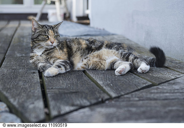 Tortoiseshell cat relaxing on floorboard  Munich  Bavaria  Germany