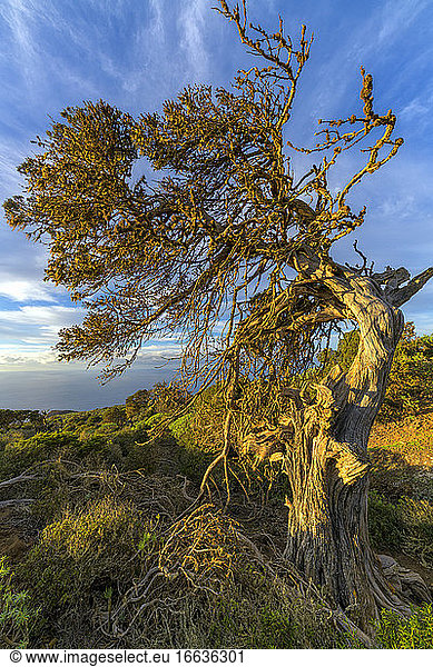 Tortuous juniper from the El Sabinar sector  on the island of El Herrio  in the Canary Islands. Canary juniper (Juniperus turbinata  ssp. Canariensis) In this very windy mountain area  these trees have taken remarkable forms and constitute one of the botanical riches of the island  which constitutes a biosphere reserve.