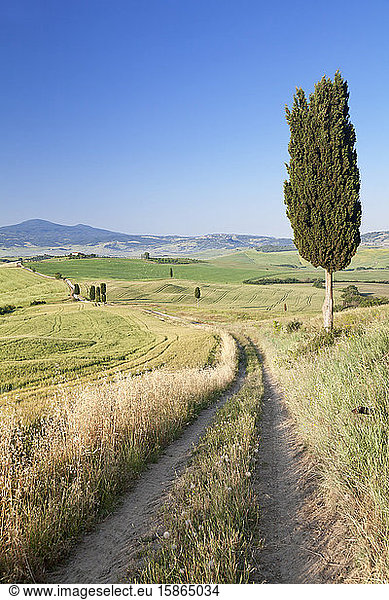 Toskanische Landschaft mit Zypressen  in der Nähe von Pienza  Val d'Orcia (Orcia-Tal)  UNESCO-Weltkulturerbe  Provinz Siena  Toskana  Italien  Europa
