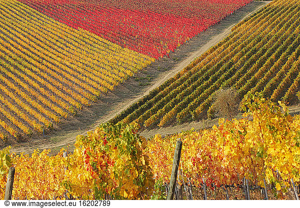 Toskanische Landschaft  Weinberge im Herbst  Chianti  Siena  Toskana  Italien
