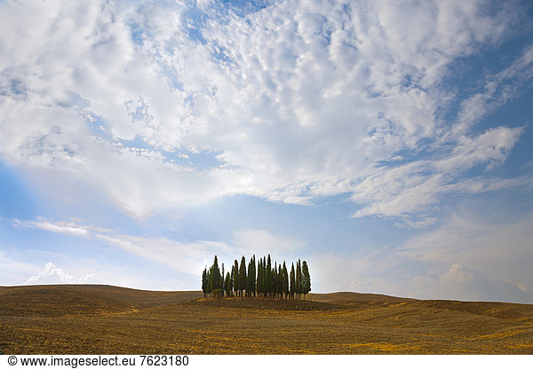 Toskanische Zypressen in staubiger Landschaft