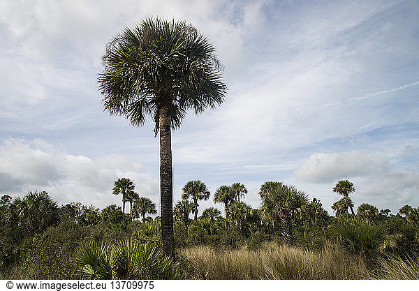 Tosohatchee Wildlife Management Area. Florida.