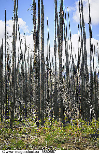 Tot stehende  verbrannte Bäume von einem Flächenbrand