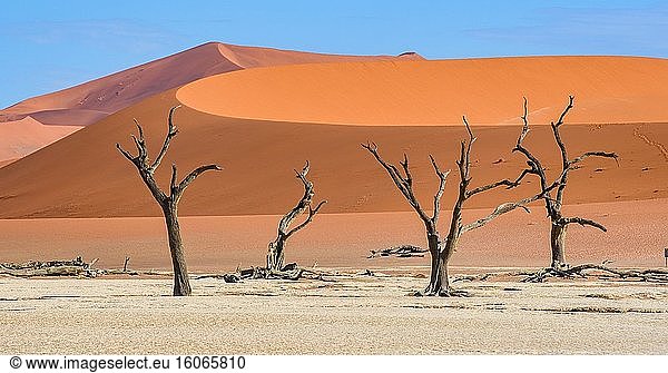 Tote Bäume in der Deadvlei-Pfanne  Sossusvlei   Namib-Naukluft-Nationalpark   Namibia.