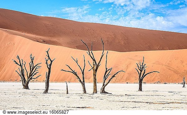 Tote Bäume in der Deadvlei-Pfanne  Sossusvlei   Namib-Naukluft-Nationalpark   Namibia.