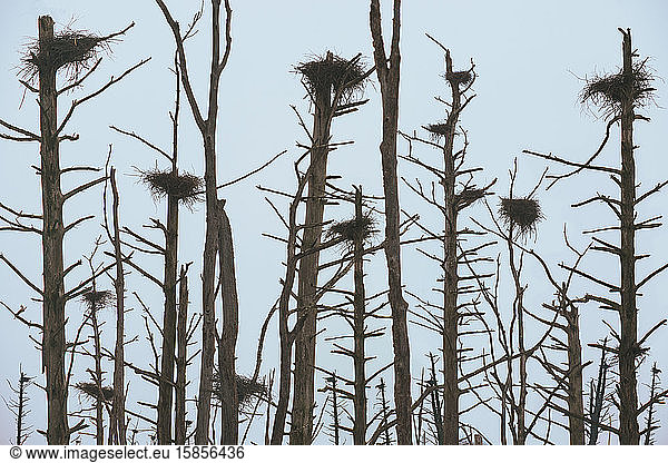 Tote Bäume und Vögel nisten in einem zugefrorenen See