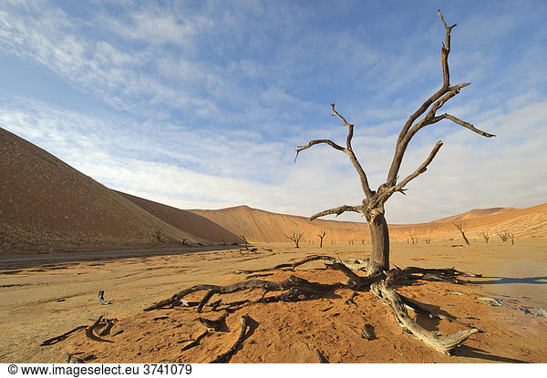 Tote Kameldornakazie (Acacia erioloba) im Deadvlei in der Namib  Namibia  Afrika