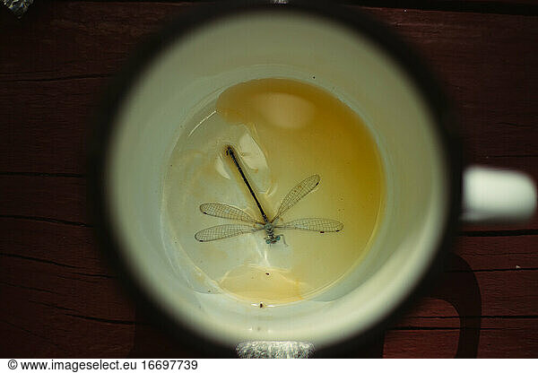 Tote Libelle in einer weißen Tasse