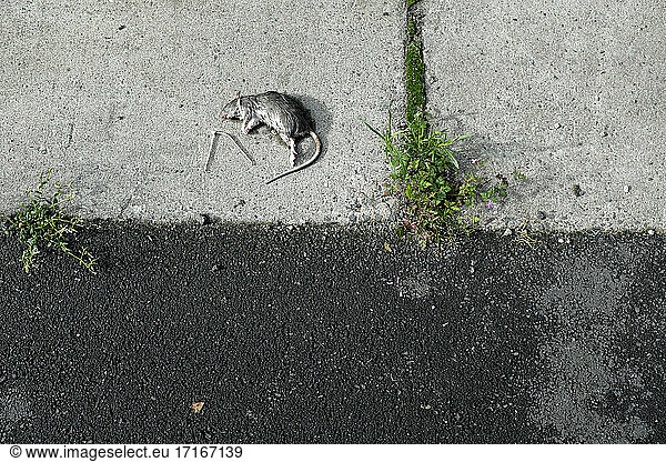 Tote Ratte auf dem Gehweg liegend