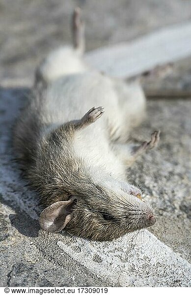 Tote Ratte liegt am Boden  Paros  Kykladen  Ägäis  Griechenland  Europa