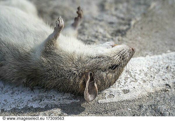 Tote Ratte liegt am Boden  Paros  Kykladen  Ägäis  Griechenland  Europa