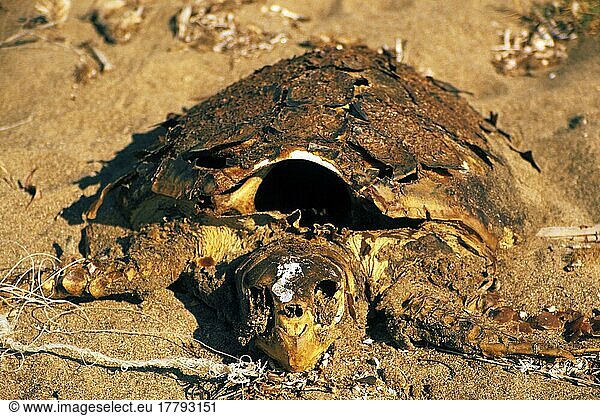 Tote Unechte Karettschildkröte