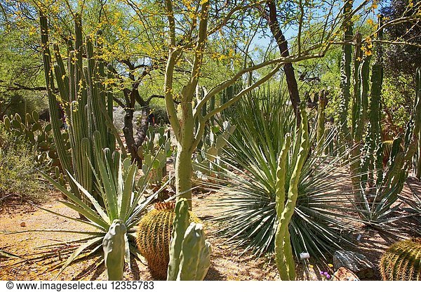 Totem Pole Cactus native to Arizona and Mexico.