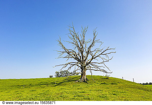 Toter Baum auf Grasland vor klarem blauen Himmel bei sonnigem Wetter  Schädlich  Deutschland