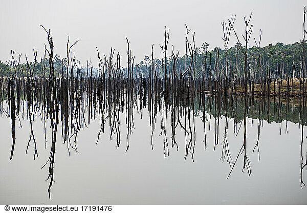Toter Baum auf Stausee in Laos