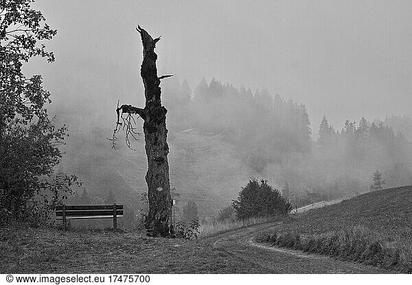 Toter Baum im Nebel  abgestorbener Baum am Wegrand  Wanderweg nach Regen  Bank neben Baum nach Regen  Regenzeit  Regentage  schlechtes Wetter  Regenwetter  Trin Digg  Trin Mulin  Kanton Graubünden  Schweiz  Europa