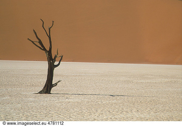 Toter Baum in ausgetrockenem Flussbett mit roten Sanddünen  Namib-Naukluft Park  Deadvlei  Namibia  Afrika