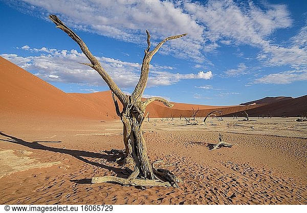 Toter Baum in der Deadvlei-Pfanne  Sossusvlei   Namib-Naukluft-Nationalpark   Namibia.