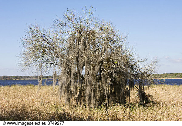 Toter Baum mit Spanish Moss im Myakka River State Park  Sarasota  Florida  USA