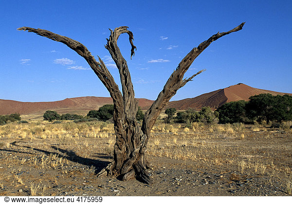 Toter Baum und Dünen bei Sossusvlei  Namibia  Afrika