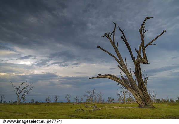 Toter Baum vor dunklem Himmel  hinten viele tote Bäume  Okavango-Delta  Botswana  Afrika