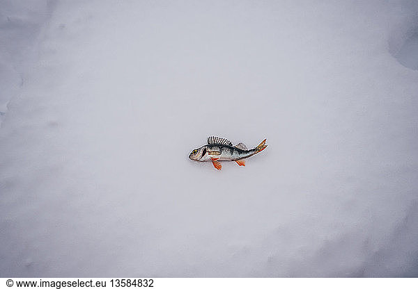 Toter Fisch auf Schnee liegend