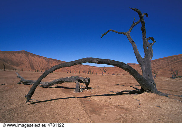 Toter Kameldorn  Kameldornbaum oder Kameldornakazie (Acacia erioloba)  Deadvlei  Sossusvlei  Namibia  Afrika