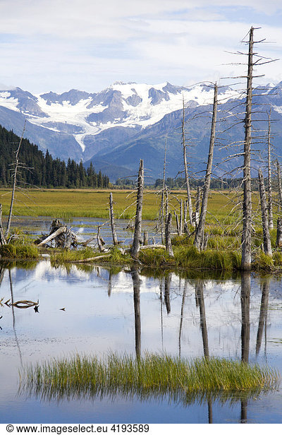 Totholz im Sumpf  Kenai Peninsula  Alaska  USA