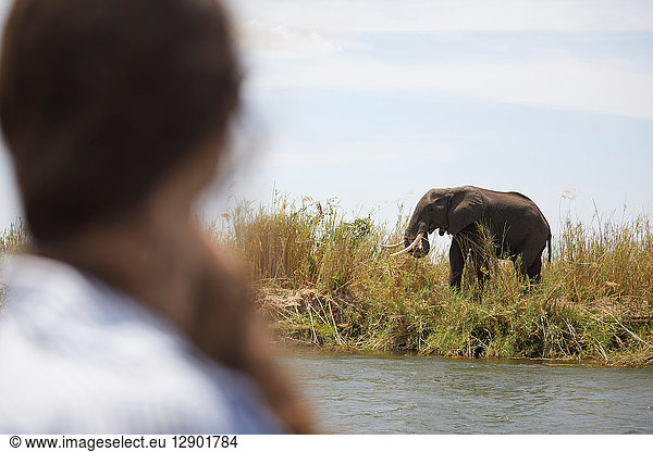 Tourist betrachtet Elefant auf der anderen Flussseite  Sambesi  Sambia