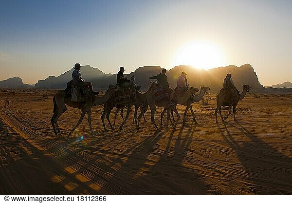 Tourist (Camelus dromedarius) reitet Kamele  Wüste  Arabien  Wadi Rum  Jordanien  Asien