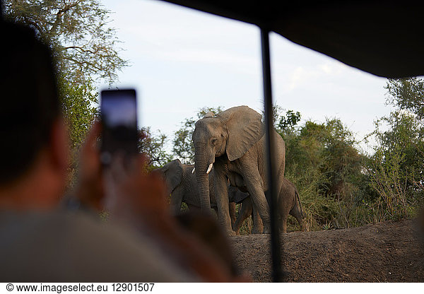 Tourist fotografiert Elefanten  Sambesi  Sambia