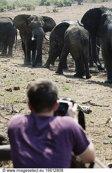 Tourist photographing African Elephant (Loxodonta africana) herd