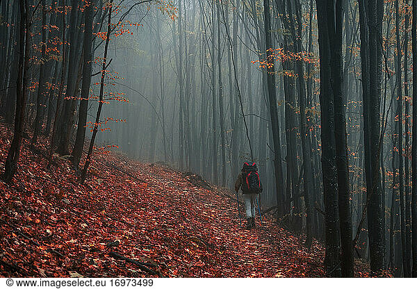 Tourist walks in misty autumn forest