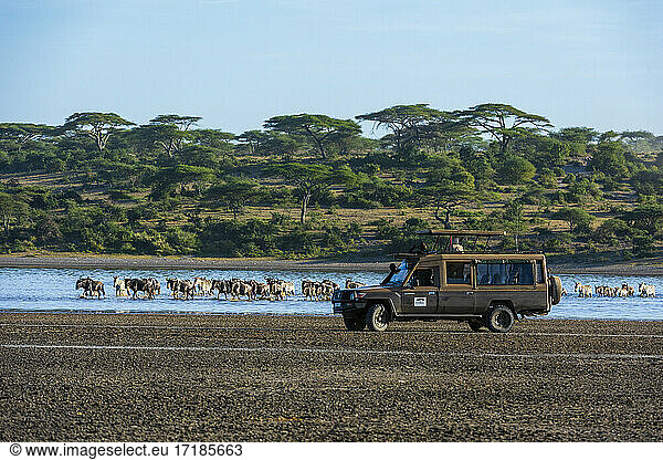 Tourist watching wildebeest (Chonnochaetes tautinus)  crossing the lake Ndutu  Ngorongoro Conservation Area  Serengeti  Tanzania.