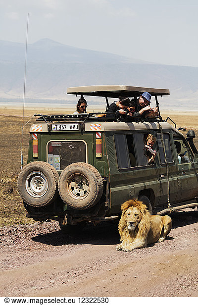 Touristen beobachten auf einer Pirschfahrt einen Löwen (Panthera Leo)  Ngorongoro-Krater-Schutzgebiet  UNESCO-Welterbe  Tansania  Ostafrika  Afrika